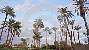 Cloudy blue sky with palm trees surrounded by beautiful nature