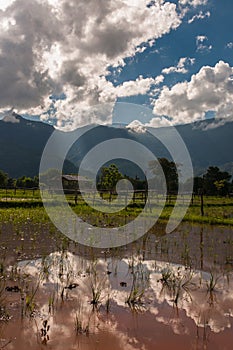 Cloudy Blue Sky Reflect in Rice Paddy Field