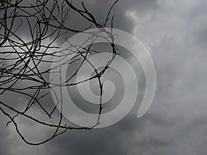 Cloudy and branches