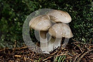 Cloudy clitocybe, Clitocybe nebularis mushrooms