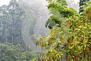 Cloudy Cloud Forest View photo