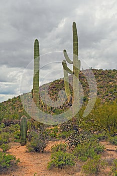 Cloudy Day in the Desert Hills