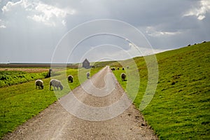 Cloudy day on a dutch meadow with flock of sheep, Pieterburen, H