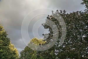 Cloudy day in London - trees and dark blue skies.