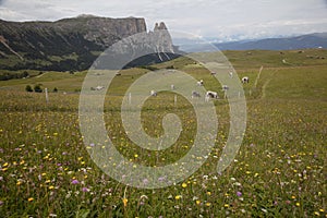 Cloudy day Seiser Alm landscape with view on Schlern and the surrounding