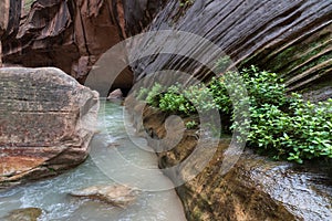 Cloudy day shot of the Narrows, Zion National Park, Utah, USA.