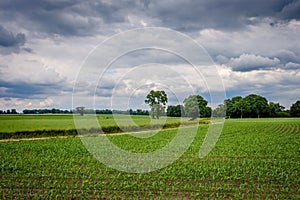 Cloudy Dutch Summer landscape in June near Delden Twente, Overijssel