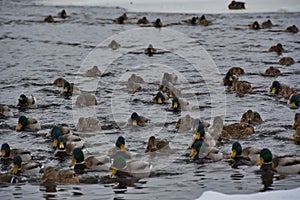On a cloudy and frosty day  the mallards organized a group winter high-speed swim along the unfrozen river from ice floe to ice