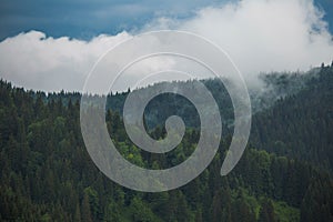 Cloudy grey rainy sky over old green coniferous wood at scenic highlands