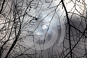 Cloudy grey sky partially obscures the moon visible between the silhouetted branches of a tree