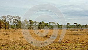 Cloudy heath landscape with fen and Spruce trees