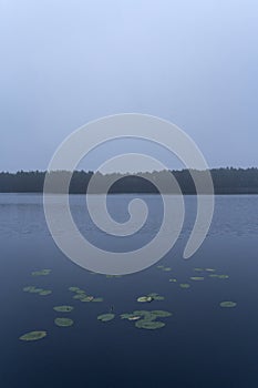 Cloudy lake view with lily pads photo