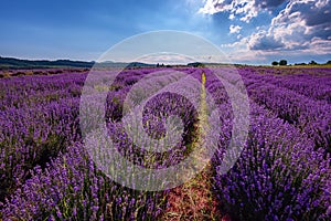 Cloudy landscape with lavender in the summer at the end of June. Contrasting colors, beautiful clouds, dramatic sky.