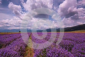 Cloudy landscape with lavender in the summer at the end of June. Contrasting colors, beautiful clouds, dramatic sky.