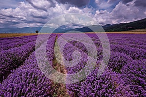 Cloudy landscape with lavender in the summer at the end of June. Contrasting colors, beautiful clouds, dramatic sky.