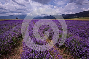 Cloudy landscape with lavender in the summer at the end of June. Contrasting colors, beautiful clouds, dramatic sky.