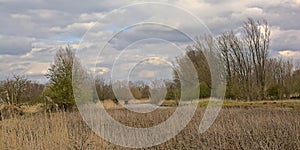 Cloudy marsh landscape with reed and bare willow trees