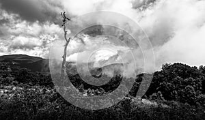 Cloudy mountain top with single dead tree in summer scenery.