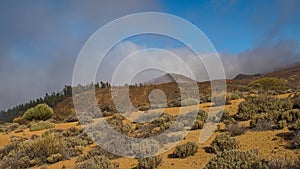 cloudy mountains with shrubland and pine forest in Teide national park photo