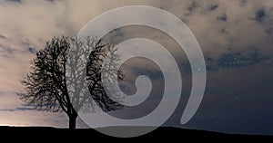 Cloudy night sky and lonely tree.