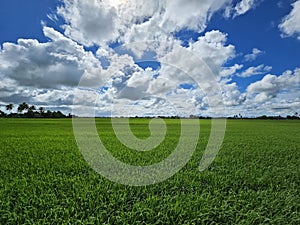 Cloudy paddy field green scenery located at Kedah Malaysia