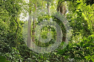 Cloudy rainforest high jungle Henri Pittier National Park Venezuela but