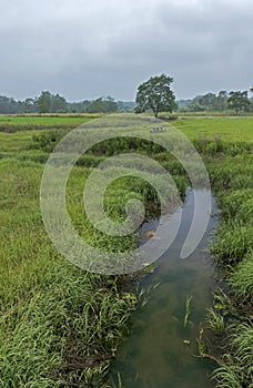 Cloudy river marsh with lone tree