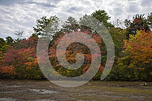 Cloudy Skies over Autumn Colorful Trees