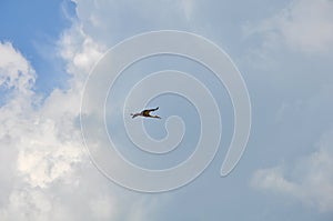 Cloudy sky background with single crane passing by