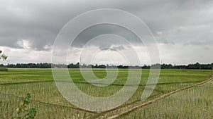 The cloudy sky and big nice green field.