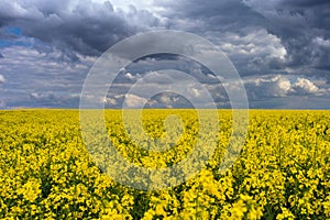 Cloudy sky and colza field