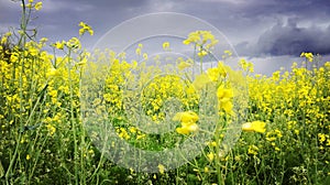 Cloudy sky with colza flowers