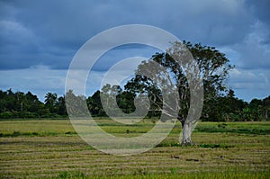 Cloudy sky with a lone tree