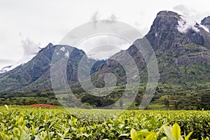 Cloudy sky with Mount Mulanje and tea plantations