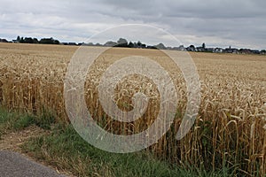 Cloudy sky over the agricultural field. Natural environment. Ripe wheat.