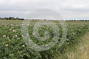 Cloudy sky over the agricultural land. Natural environment. Potato flowering.