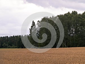 Cloudy sky over field in Kashubia