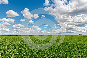 Cloudy sky over grain field