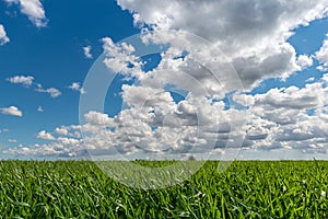 Cloudy sky over grain field