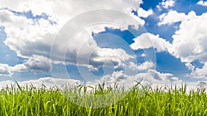 Cloudy sky over grass field