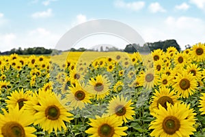 Cloudy sky over sunflower field in Yorkshire at sunset in summer Organic and natural flower background..Category Plants and