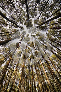 Cloudy sky between pine branches