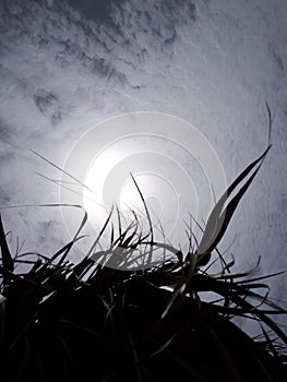 Cloudy sky whis sun through a palm tree