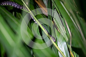 Cloudy Snail-Eating Snake & x28;Sibon nebulatus