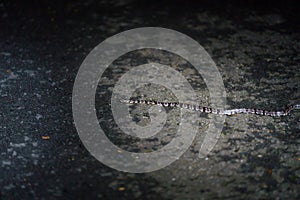 Cloudy Snail-Eating Snake & x28;Sibon nebulatus& x29; in Costa Rica