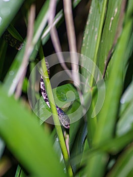 Cloudy Snail-Eating Snake (Sibon nebulatus) in Costa Rica