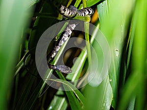 Cloudy Snail-Eating Snake (Sibon nebulatus) in Costa Rica