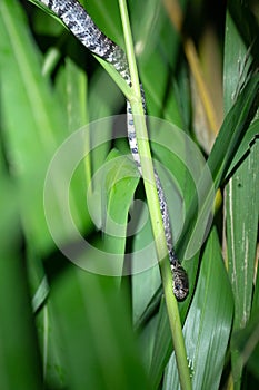 Cloudy Snail-Eating Snake Sibon nebulatus in reeds