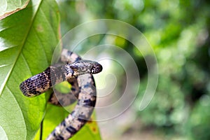 Cloudy Snail Eating Snake in Wild - Dominical, Puntarenas, Costa Rica