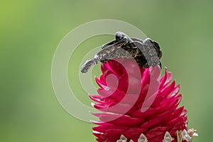 Cloudy Snail Sucker, Sibon nebulatus